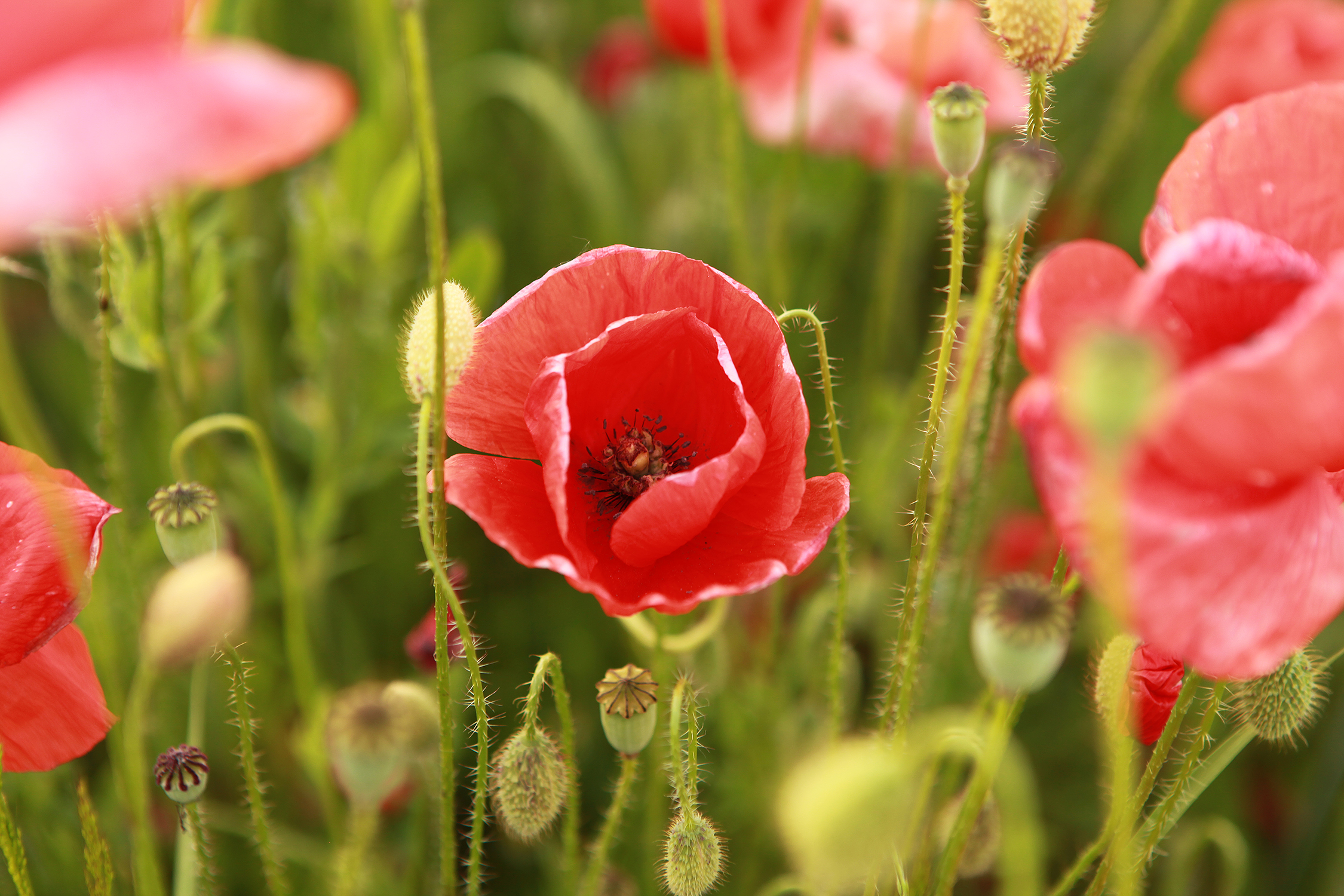 Mohnblumen, © UBG, Alexandra Bernhardt Mohnblumen, © UBG, Alexandra Bernhardt