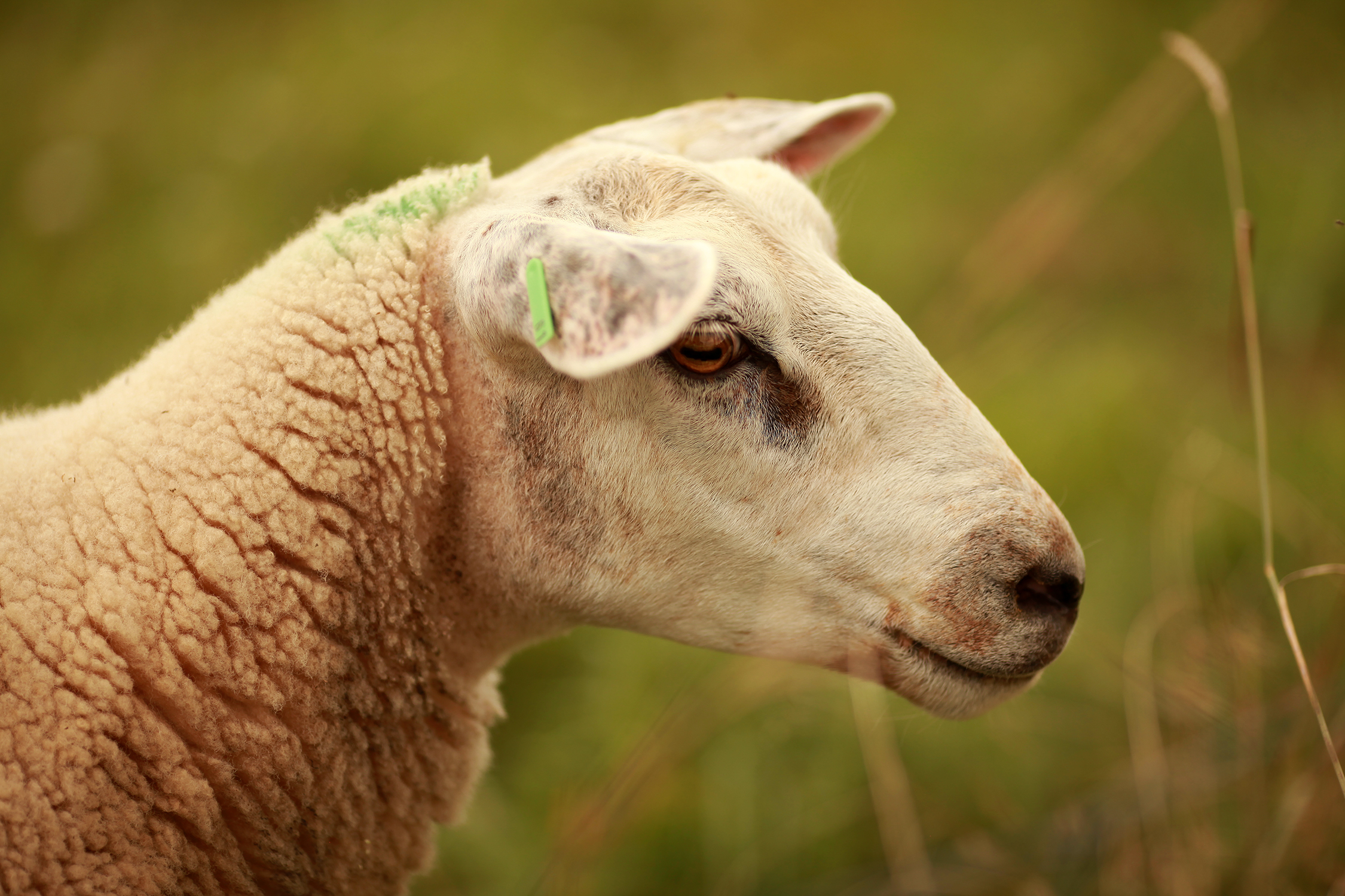 Schaf, © UBG, Alexandra Bernhardt Schaf, © UBG, Alexandra Bernhardt