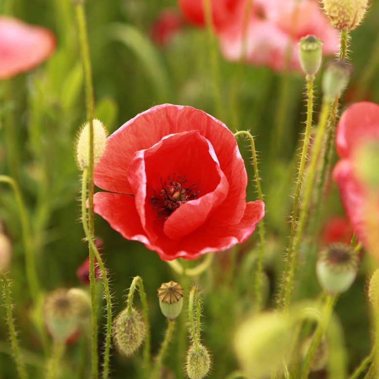 Mohnblumen, © UBG, Alexandra Bernhardt Mohnblumen, © UBG, Alexandra Bernhardt