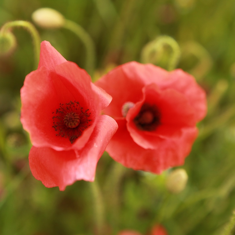 Mohnblumen, © UBG, Alexandra Bernhardt Mohnblumen, © UBG, Alexandra Bernhardt