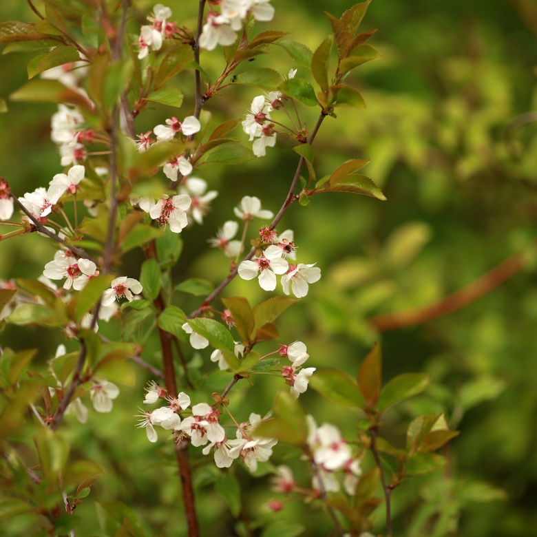 Blüte, © UBG, Alexandra Bernhardt
