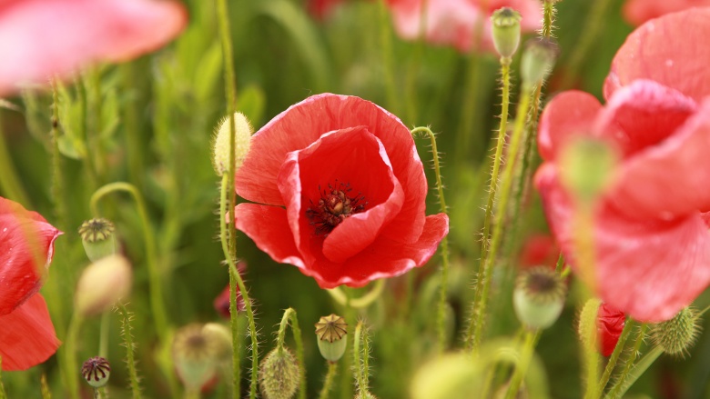 Mohnblumen, © UBG, Alexandra Bernhardt Mohnblumen, © UBG, Alexandra Bernhardt