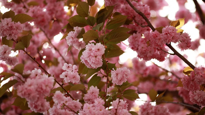 Kirschblüte, © UBG, Alexandra Bernhardt Kirschblüte, © UBG, Alexandra Bernhardt