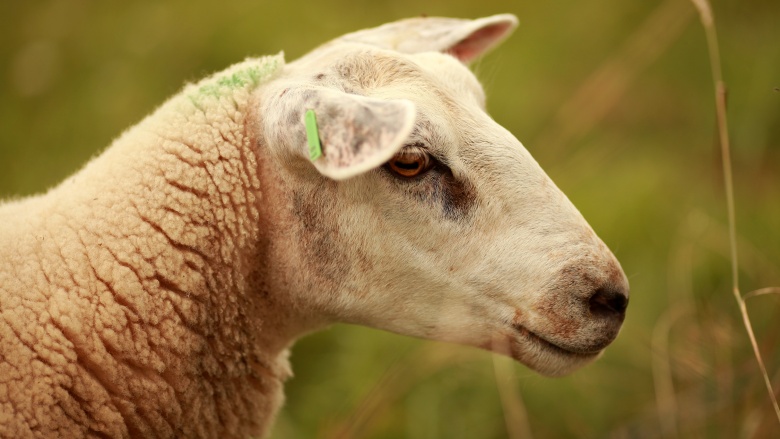 Schaf, © UBG, Alexandra Bernhardt Schaf, © UBG, Alexandra Bernhardt