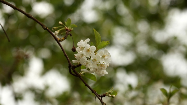 Blüte, © UBG, Alexandra Bernhardt Blüte, © UBG, Alexandra Bernhardt