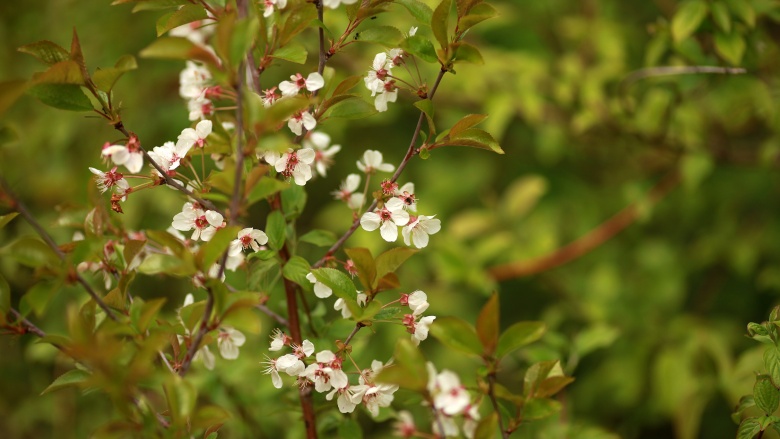 Blüte, © UBG, Alexandra Bernhardt Blüte, © UBG, Alexandra Bernhardt