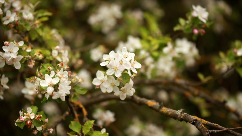 Blüte, © UBG, Alexandra Bernhardt Blüte, © UBG, Alexandra Bernhardt