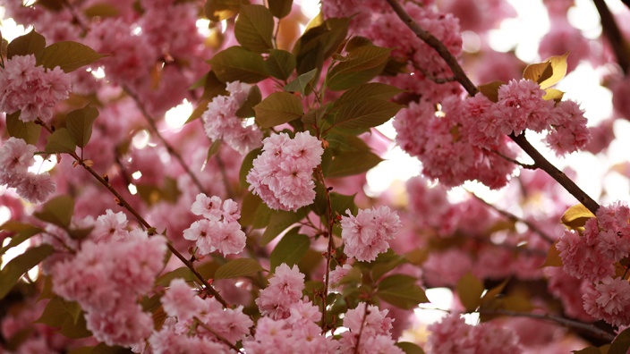 Kirschblüte, © UBG, Alexandra Bernhardt Kirschblüte, © UBG, Alexandra Bernhardt